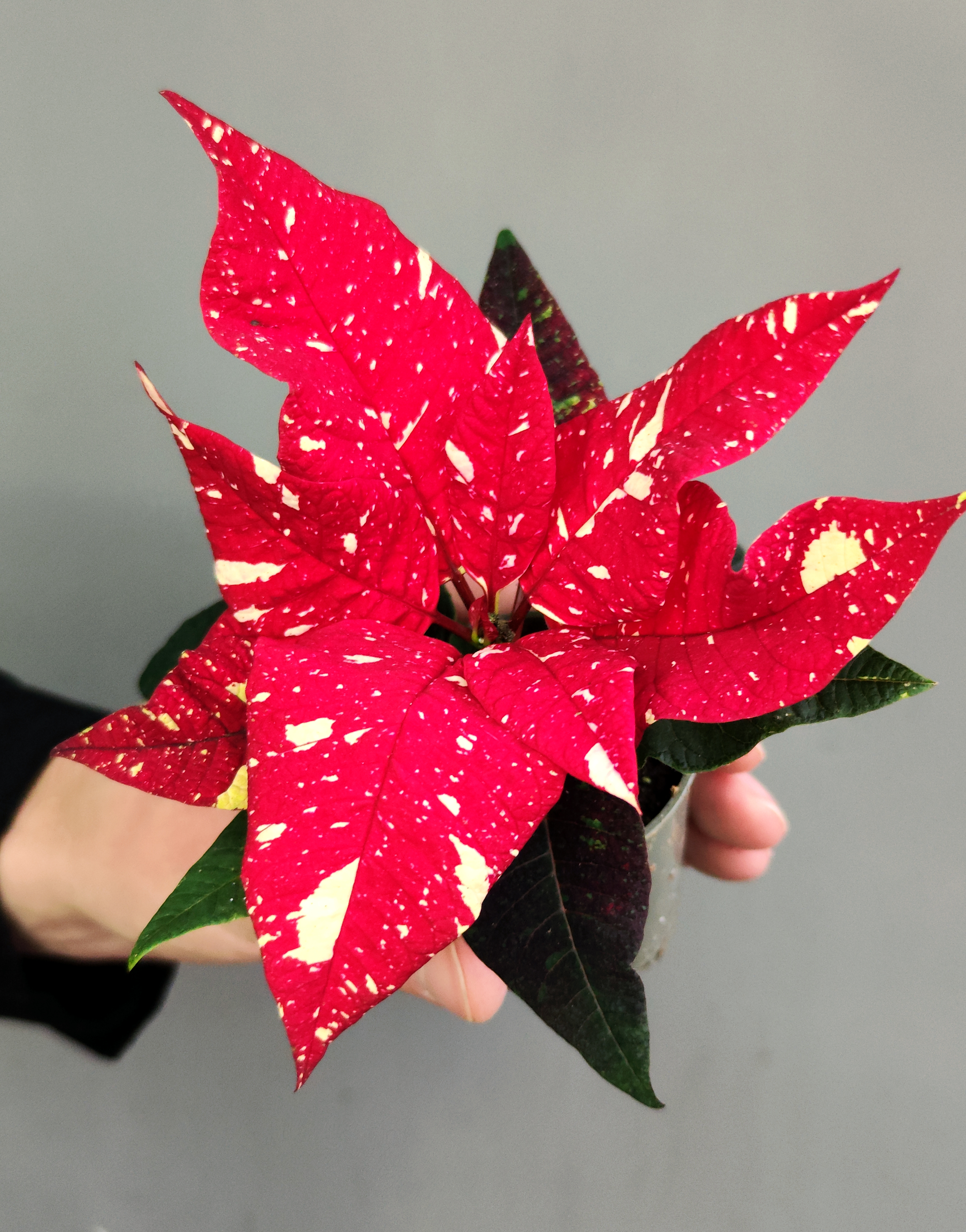 Пуансеттия Ред Вайт (Poinsettia Red White) D6см