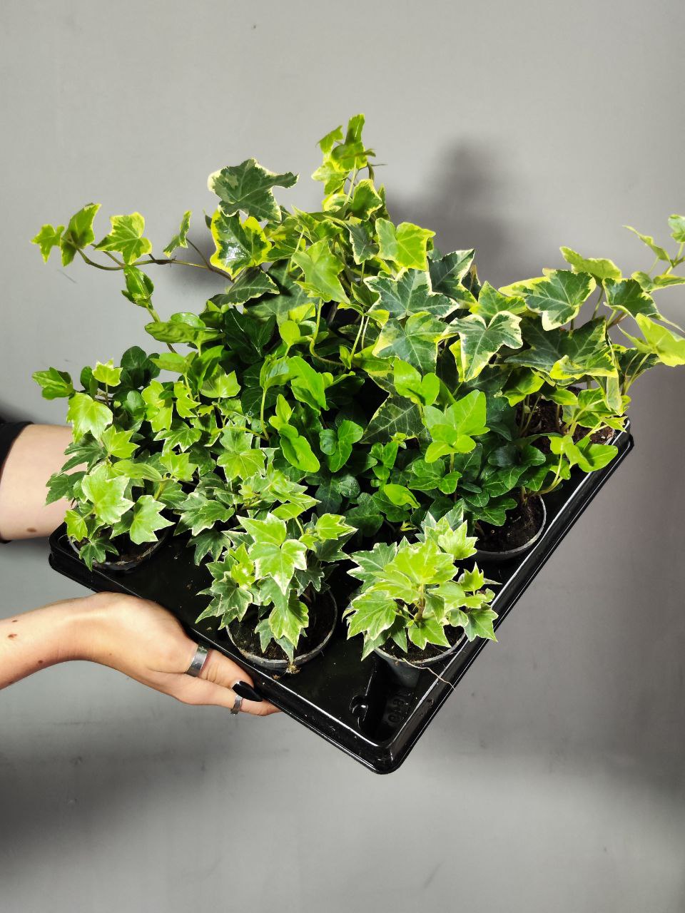 Хедера Хеликс Вариегата Йеллоу (Hedera Helix Variegata Yellow) D6см