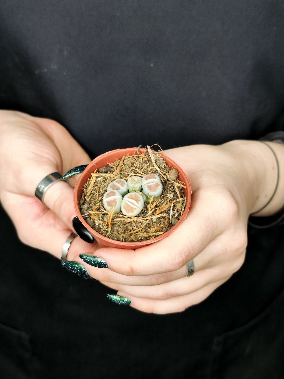 Литопсы Микс (Lithops Mix) D5см