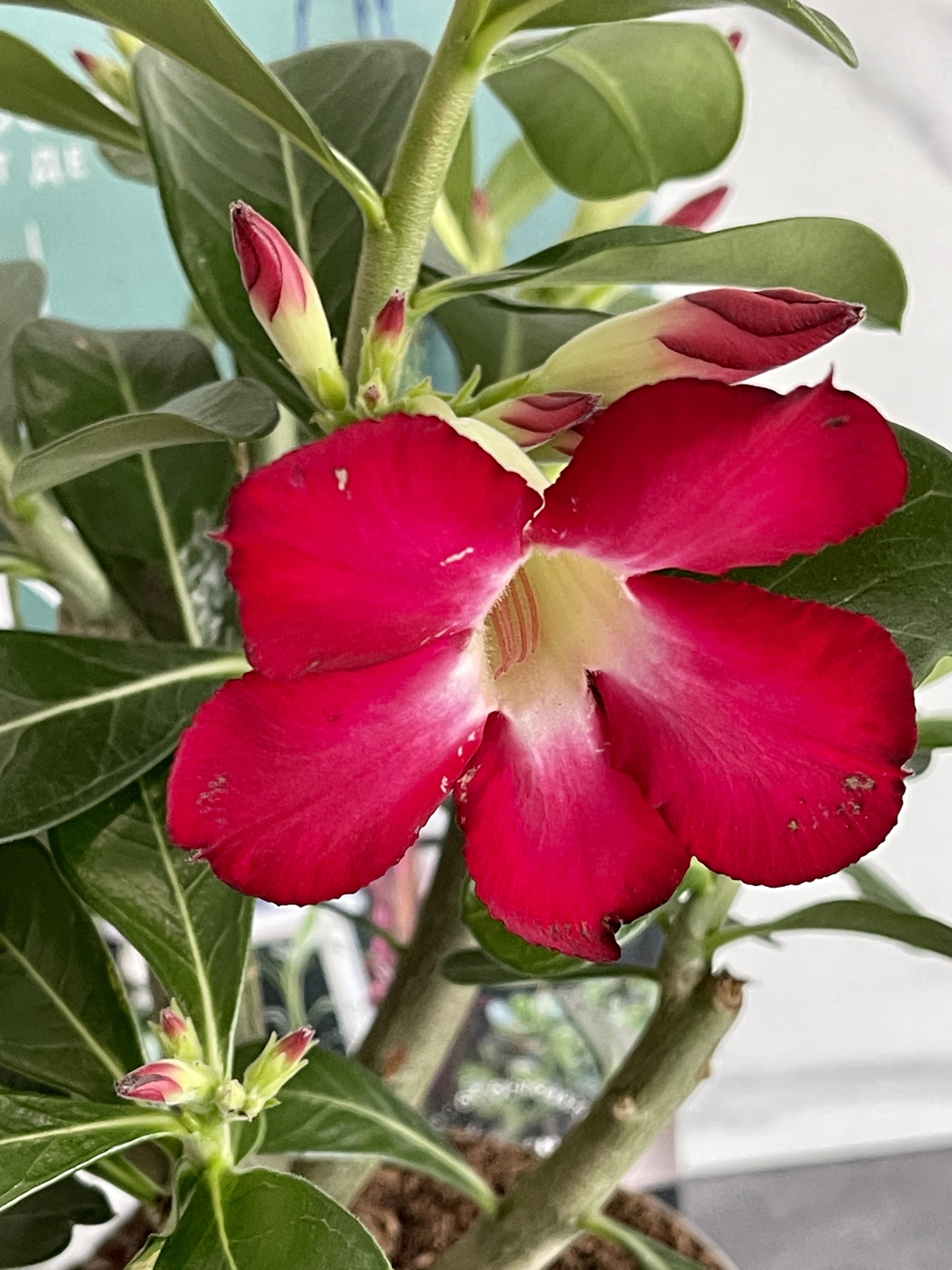 Адениум Тучный Анук (Adenium Obesum Anouk) D12см