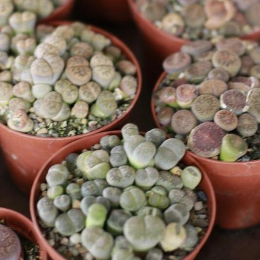 Литопс Микс (Lithops Mix) D8см