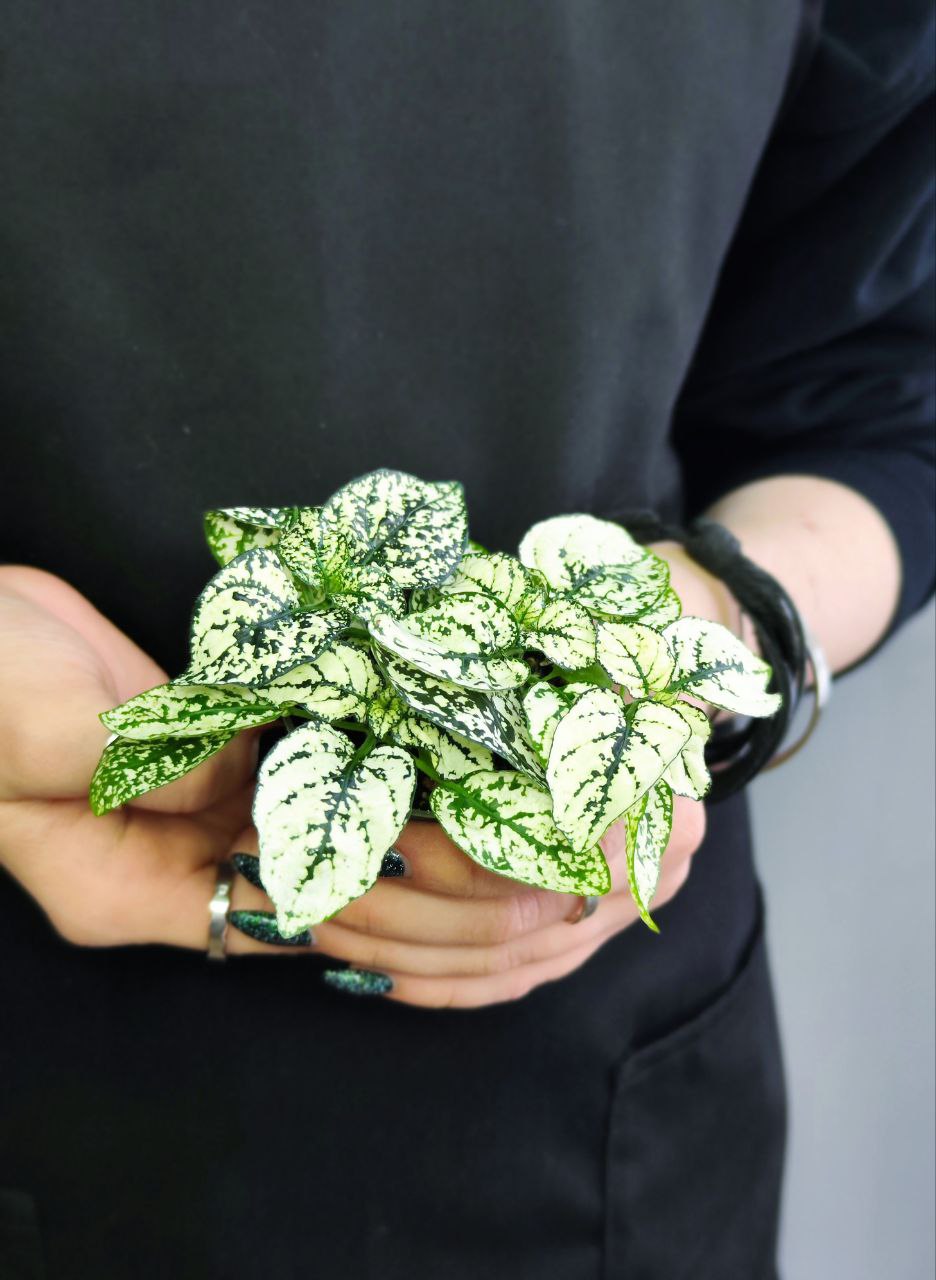 Гипоэстес Листоколосковый Вайт (Hypoestes Phyllostachya White) D6см