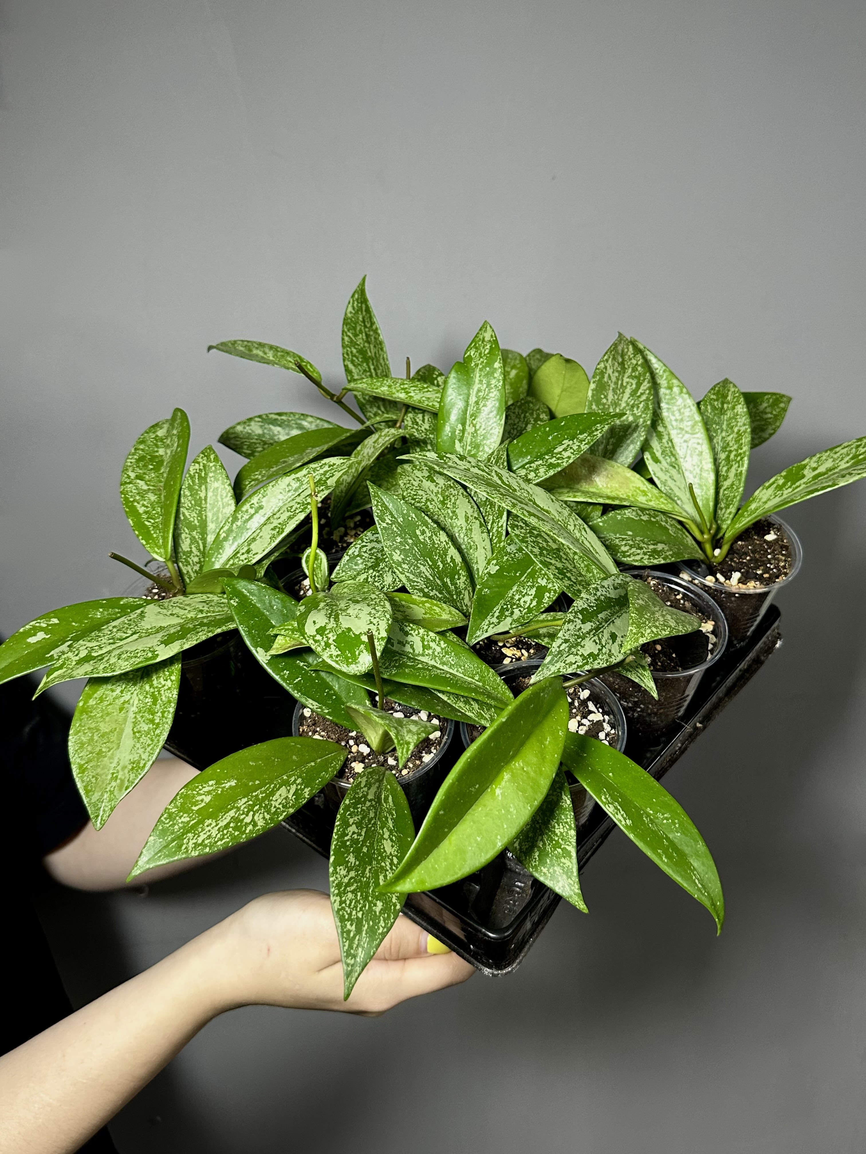 Хойя Сильвер Спот (Hoya Carnosa Pubicalyx Silverspots) D5см