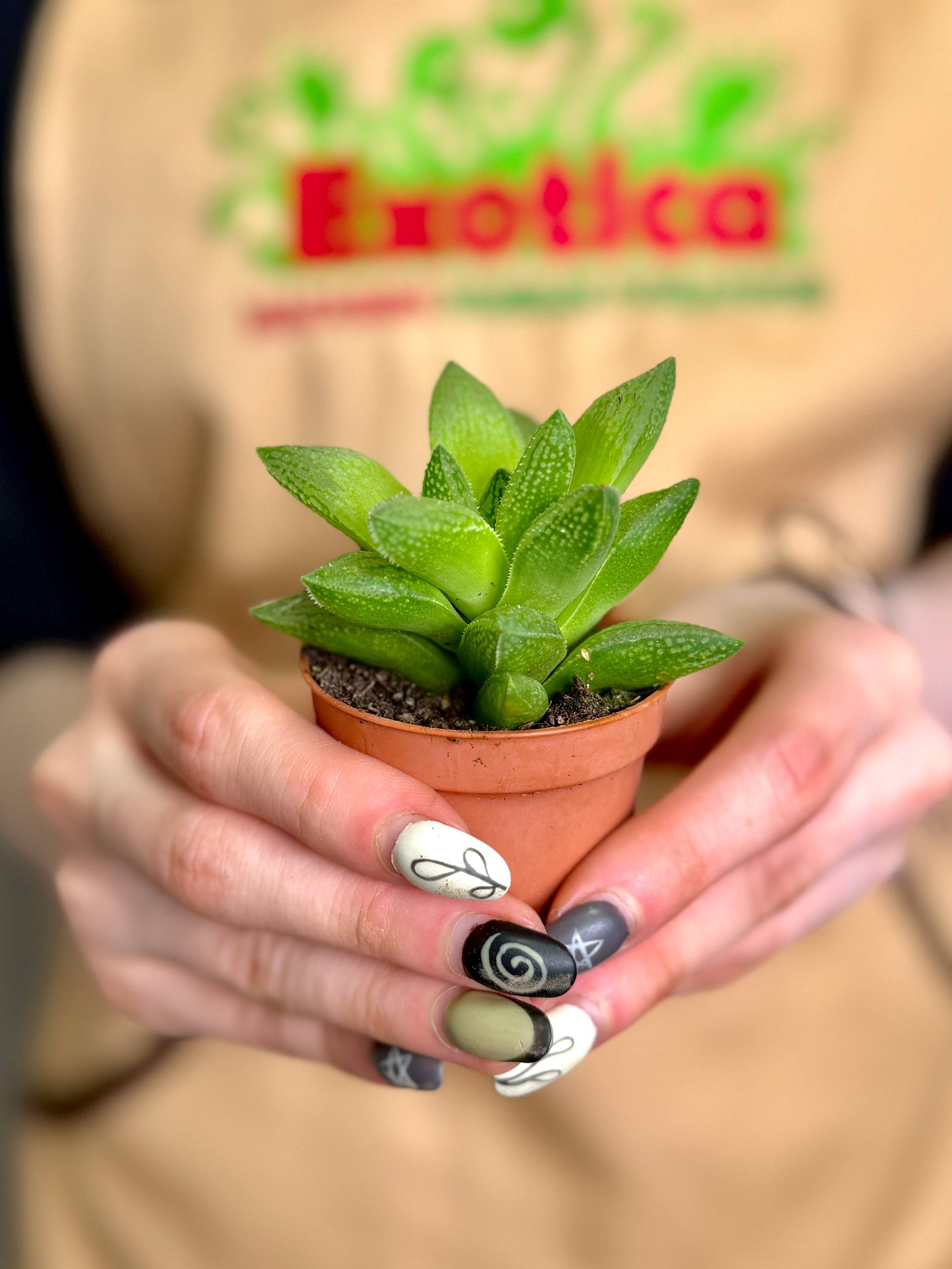 Хавортия Тургида (Haworthia Turgida) D5см