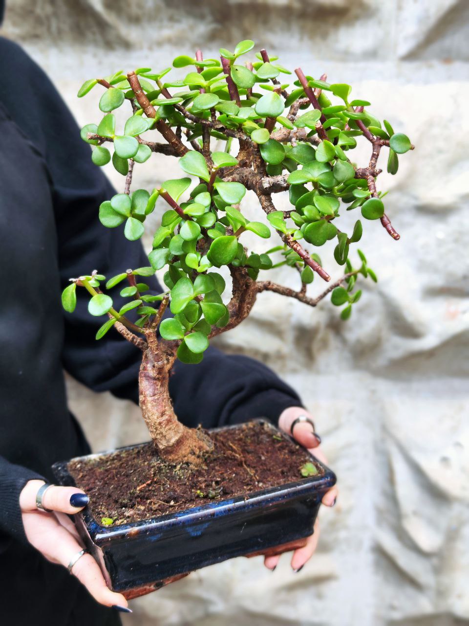 Бонсай Портулакария (Bonsai Portulacaria Afra)