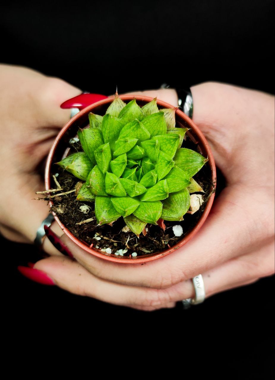 Хавортия Батесиана (Haworthia Batesiana) D5см