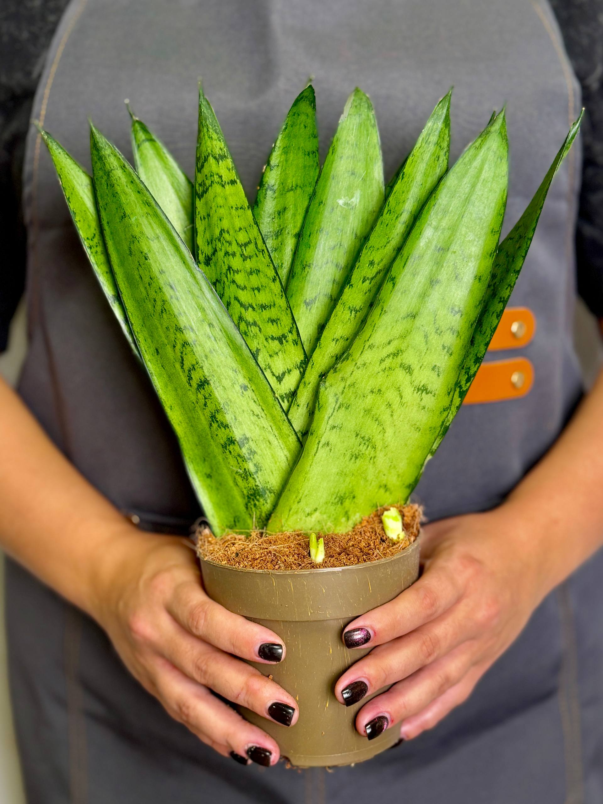 Сансевиерия Зейланика Фан (Sansevieria Zeylanica Fan) D12см