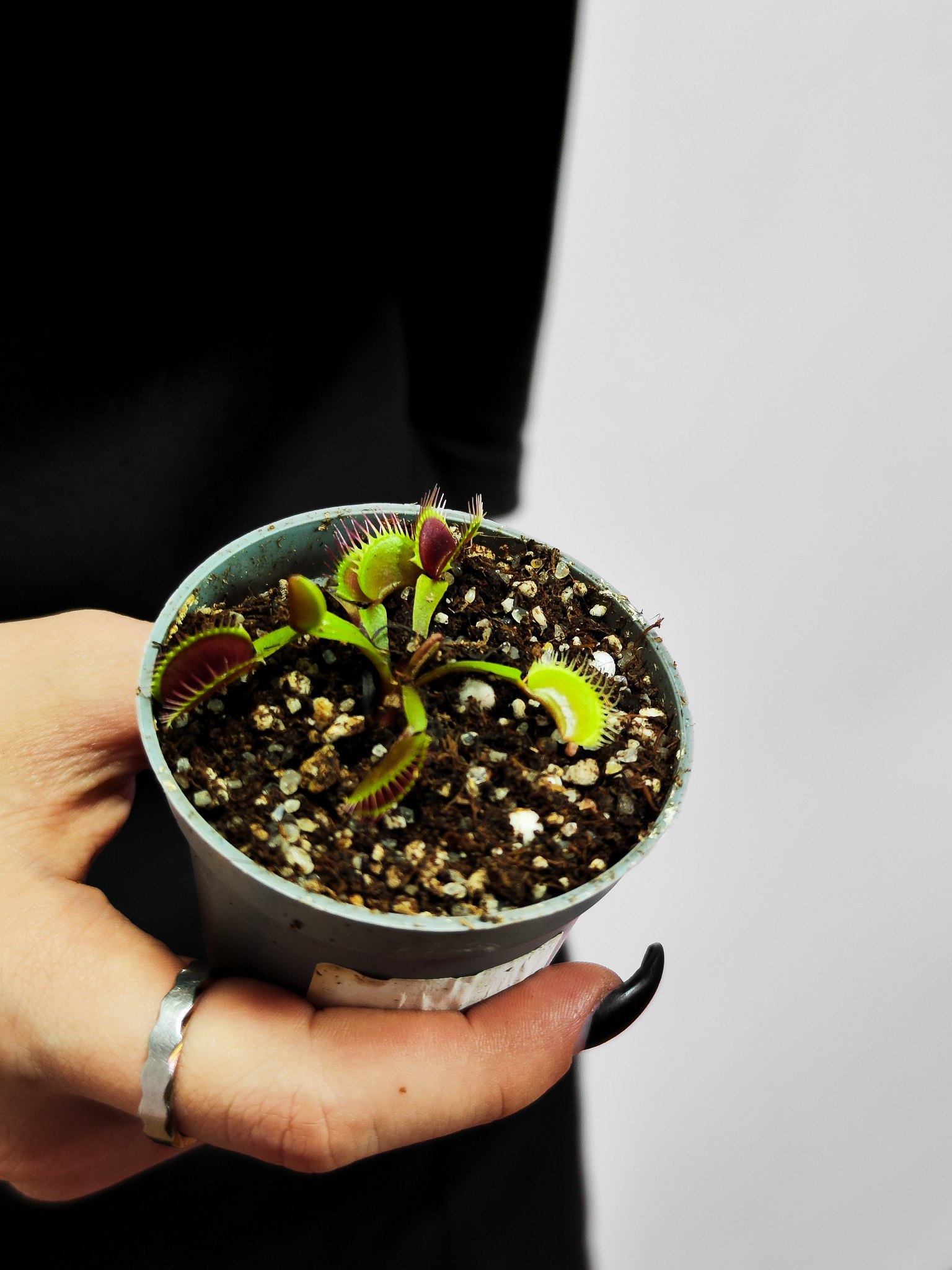 Дионея Блэк Стар (Dionaea Muscipula "Black Star") D5см