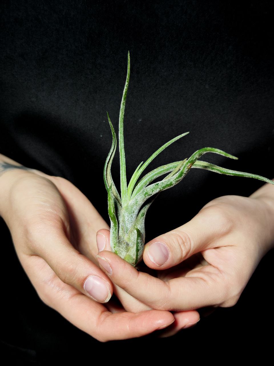 Тилландсия Голова Медузы Мини (Tillandsia Caput Medusae Mini)