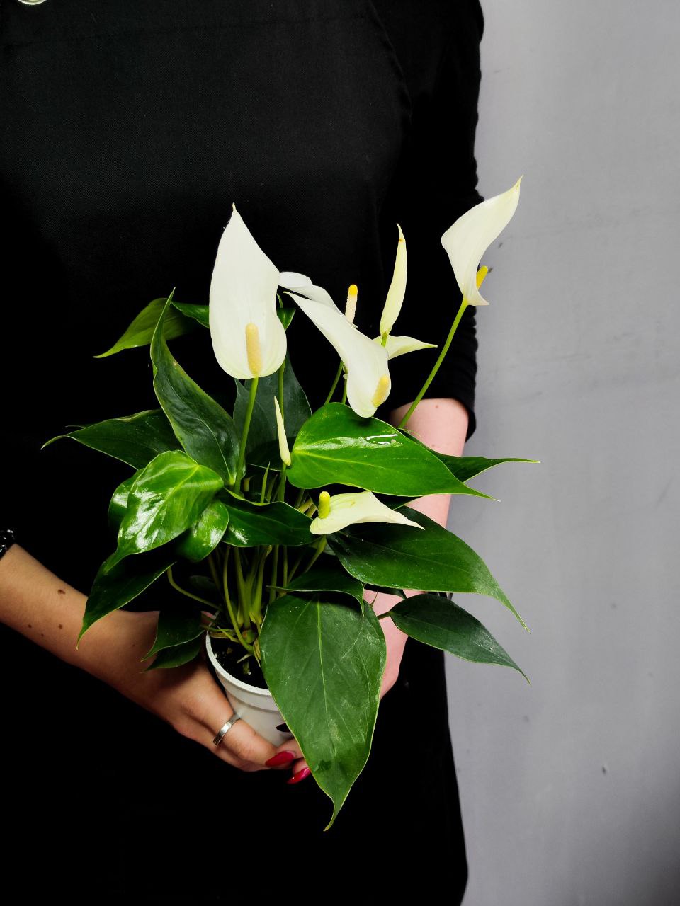 Антуриум Лилли Вайт (Anthurium An Lilli White) D9см