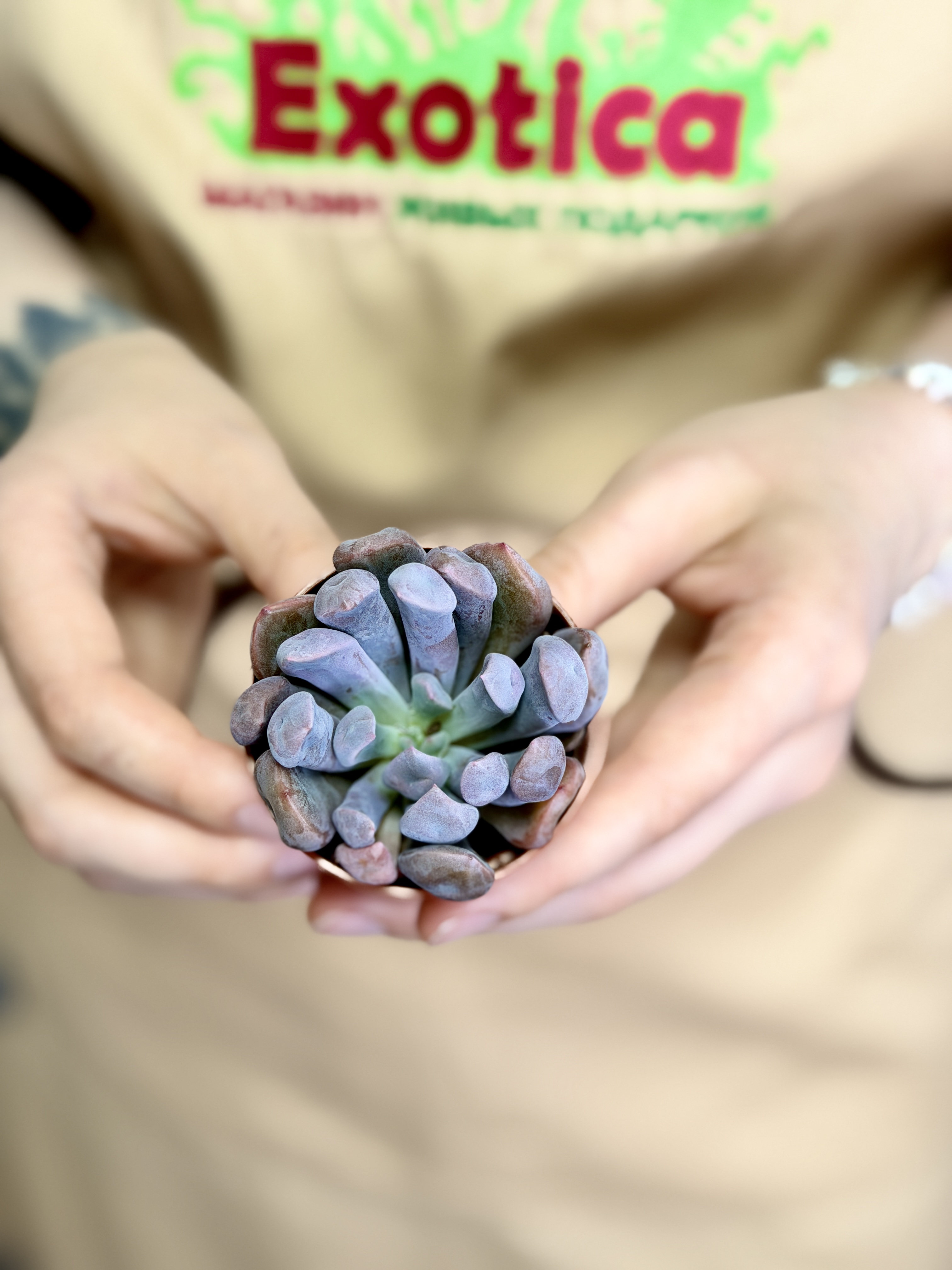 Эхеверия Купидон, или Лилак Спунс (Graptoveria Lilac Spoons) D5см