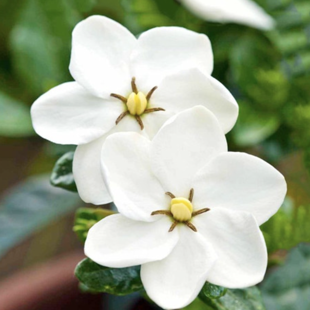 Гардения Жасминовидная (Gardenia Jasminoides) D9см