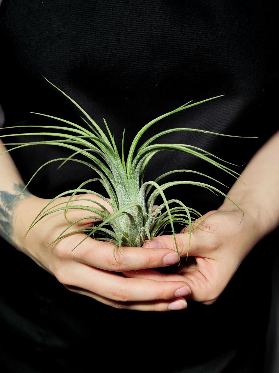 Тилландсия Ионанта Викториана (Tillandsia Ionantha X Brachycalous Victoriana)