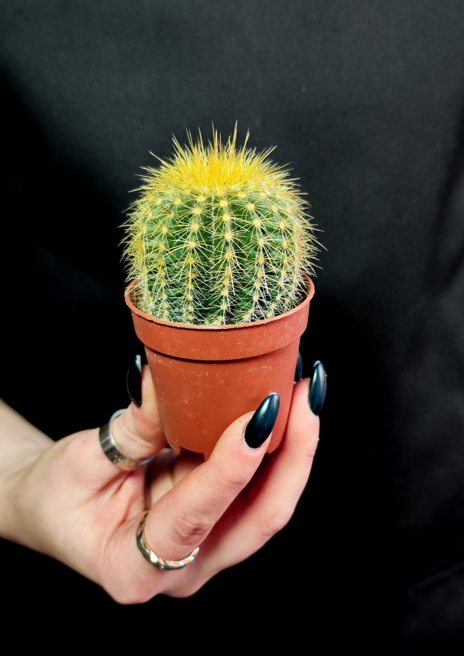 Нотокактус Вараси (Notocactus Warasii) D5см