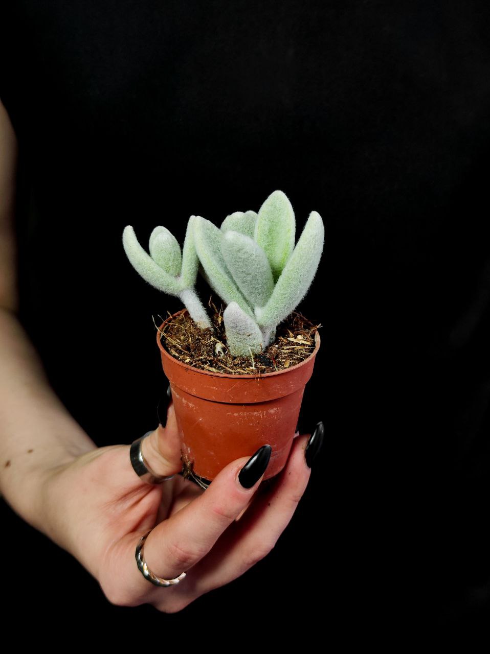 Каланхоэ Эриофилла (Kalanchoe Eriophylla) D5см