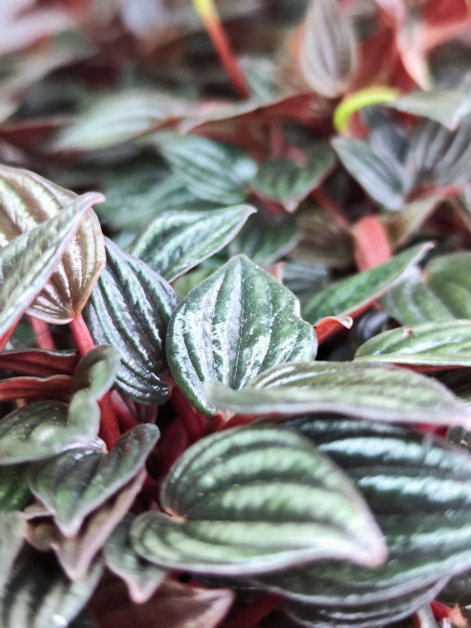 Пеперомия Лима (Peperomia Lima) D11см