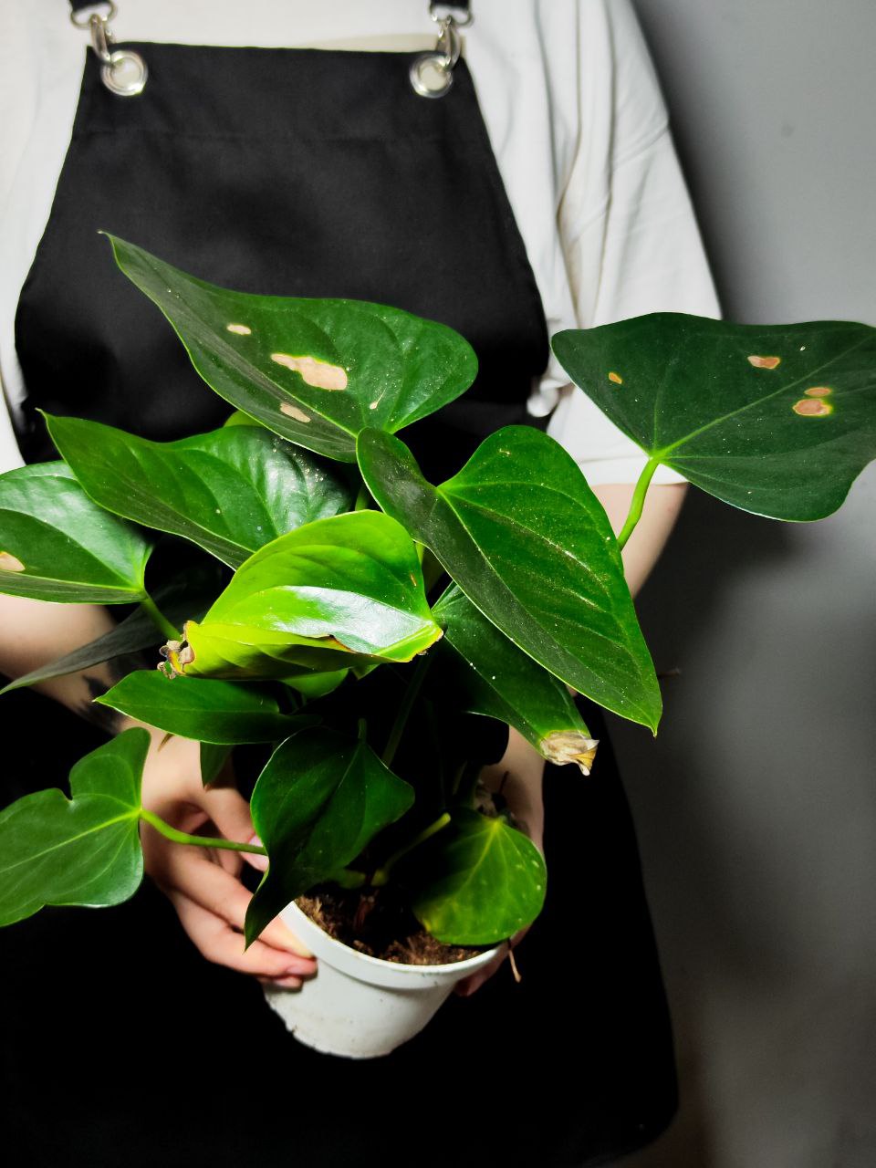 Антуриум Микс УЦЕНКА (Anthurium Mix) D12-14см