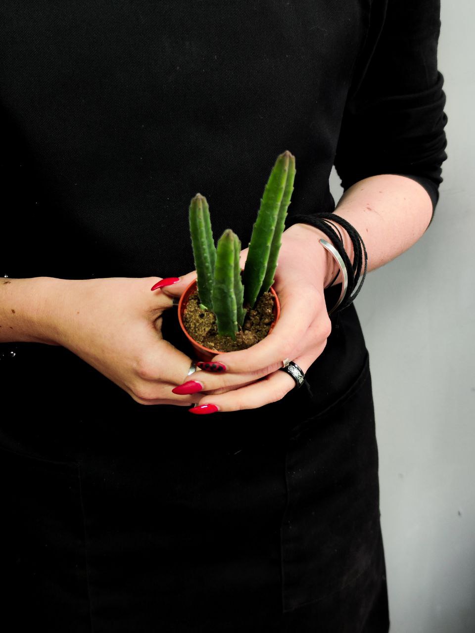 Стапелия Лиэндерзи (Stapelia Leendertziae) D5см