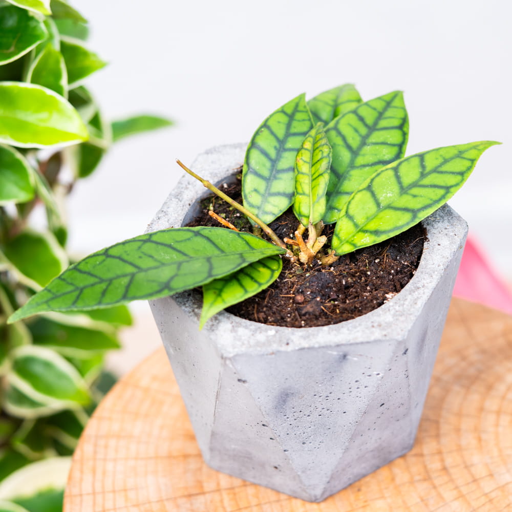Хойя Каллистофилла (Hoya Callistophylla) D6см