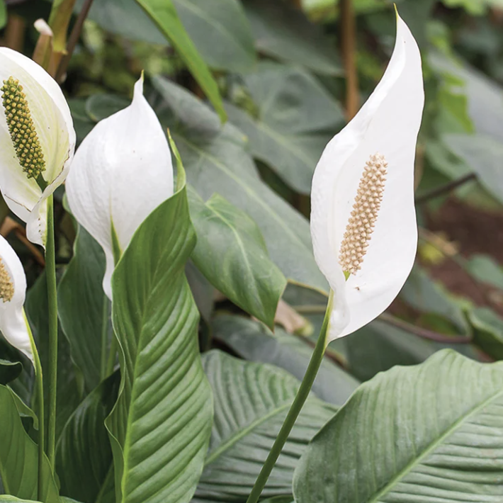 Спатифиллум Торелли (Spathiphyllum Torelli) D12см