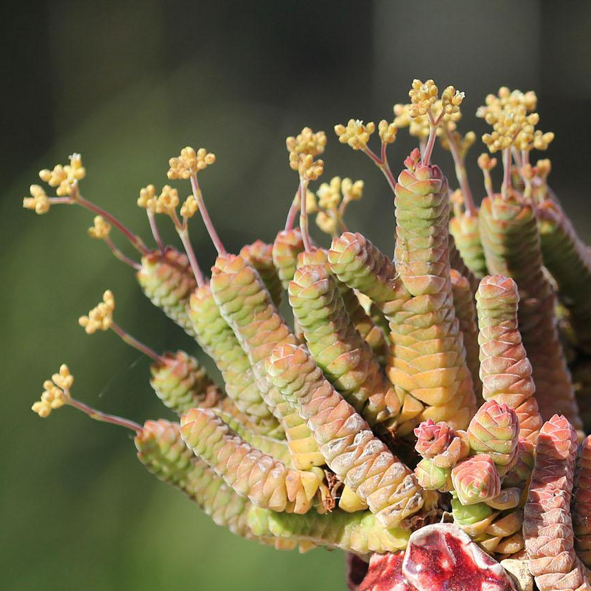 Крассула Колумелла (Crassula Columella) D5см