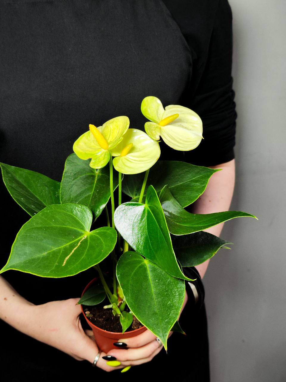 Антуриум Андре Ванилла (Anthurium Аndraeanum Vanilla) D9см
