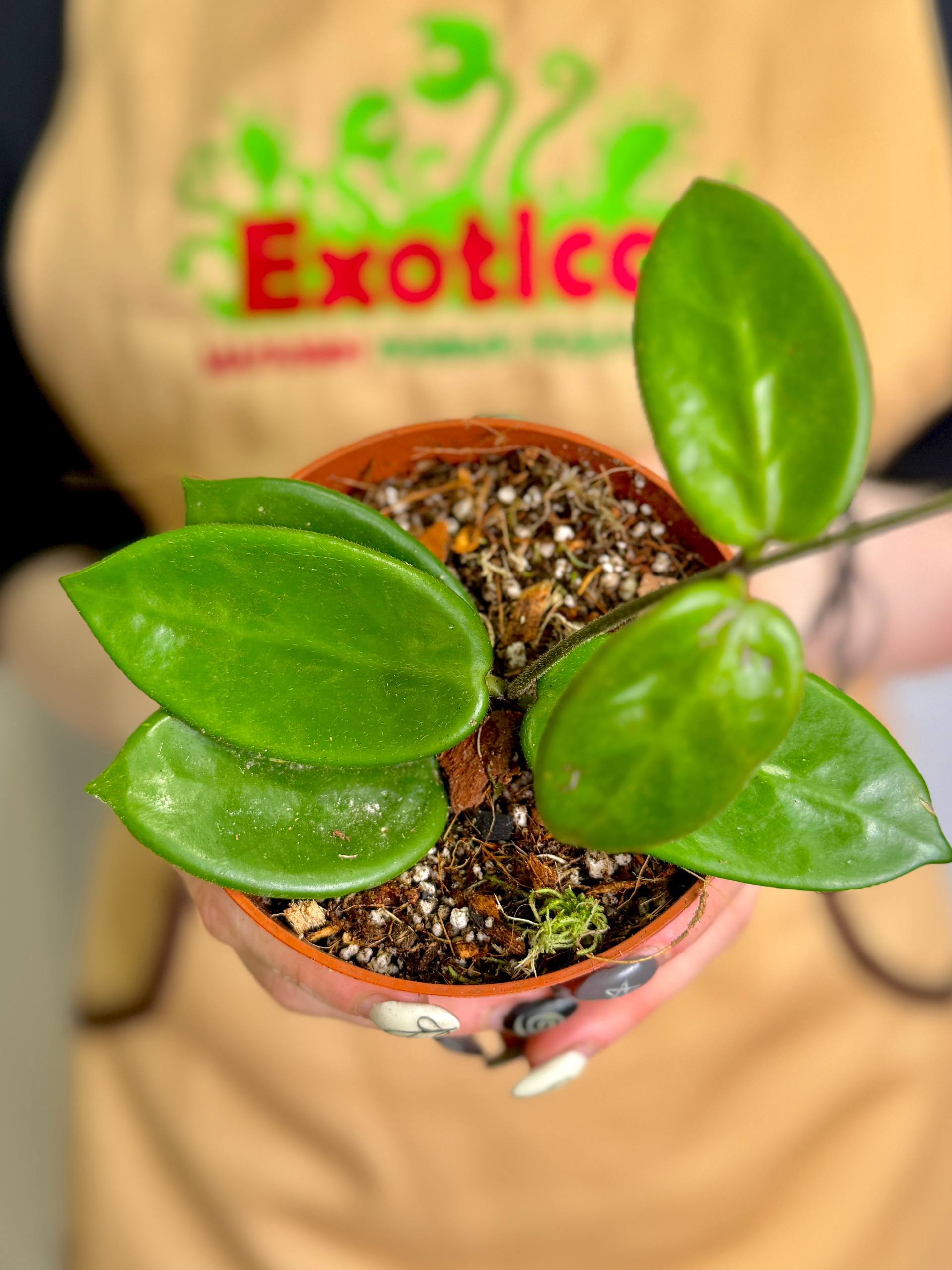 Хойя Вангвингенсис (Hoya Vangviengiensis) D10см