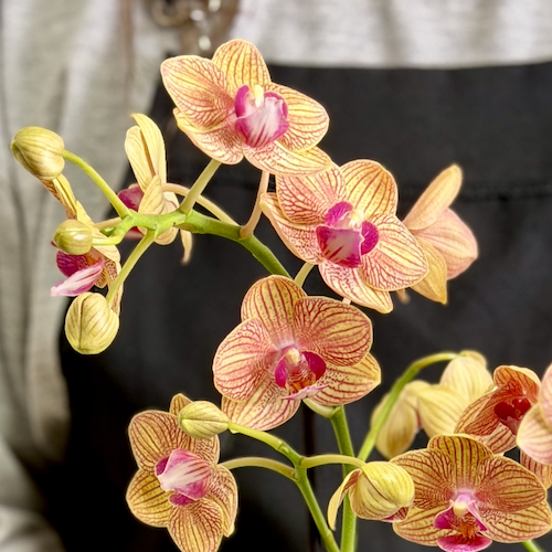 Фаленопсис Пенни Лав (Phalaenopsis Penny Love) D9см