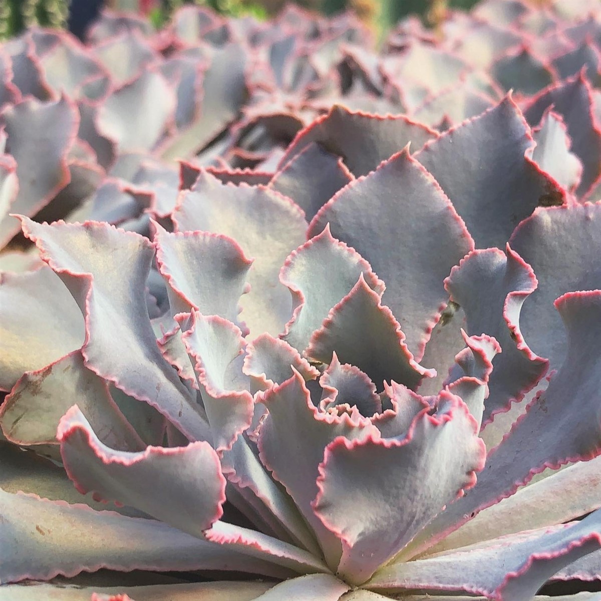 Эхеверия Шавиана Пинк Фриллс (Echeveria Shav.Pink Frills) D5см