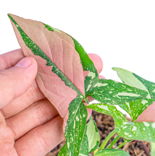 Сингониум Ред Спот Триколор (Syngonium Red Spot Tricolor) D12см