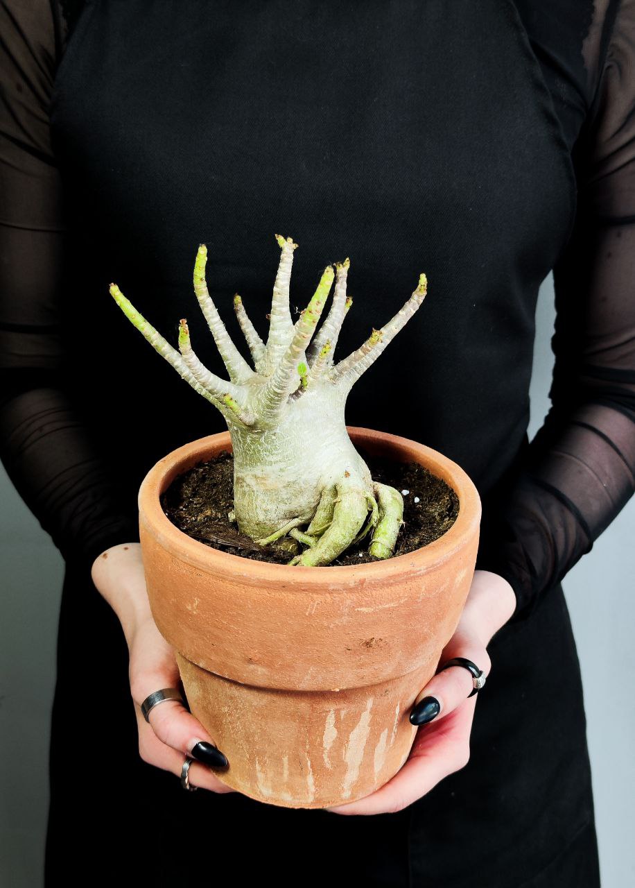 Адениум Ансу Баобаб (Adenium Ansu Baobab) D15см