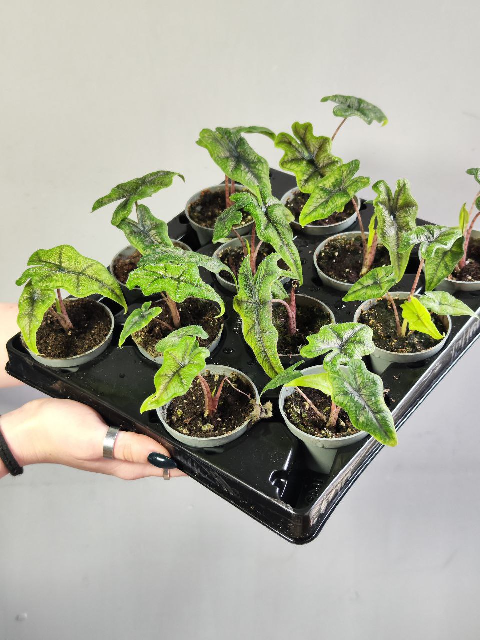 Алоказия Жаклин (Alocasia Jacklyn) D6см