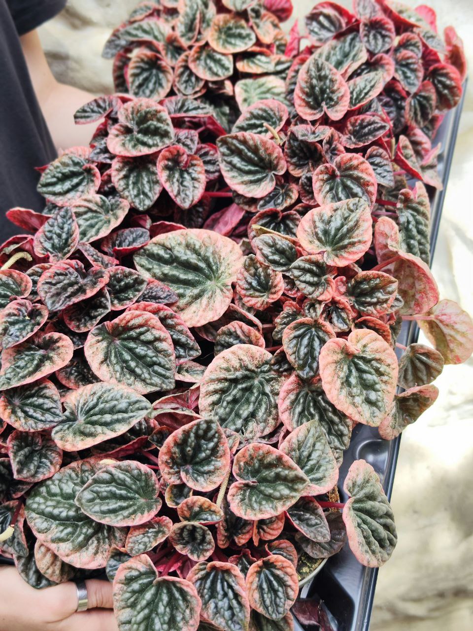 Пеперомия Каперата Абрикос (Peperomia Caperata Abriсos) D11см
