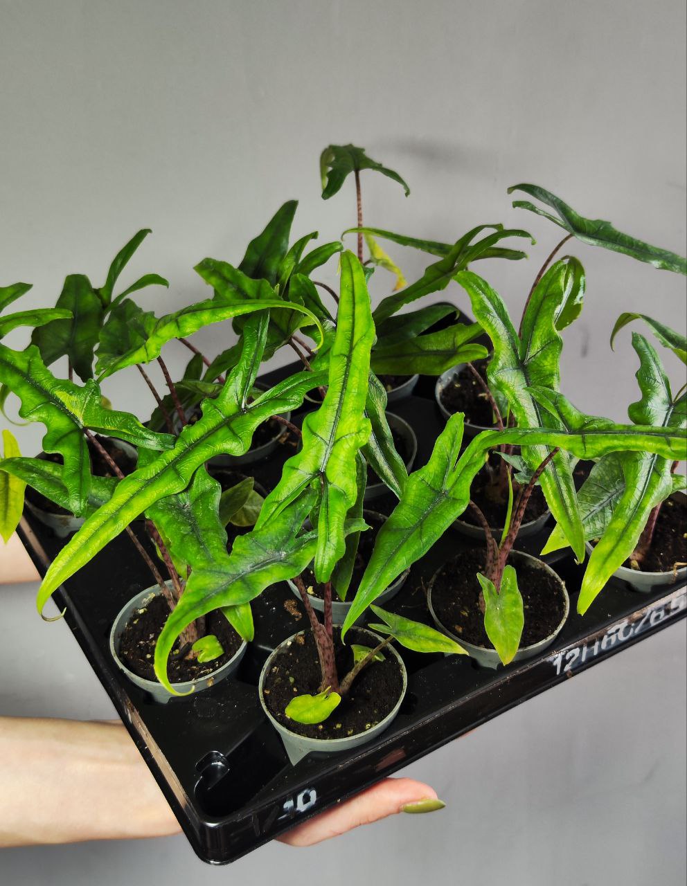 Алоказия Сабрина Нэрроу (Alocasia Sabrina Narrow) D6см