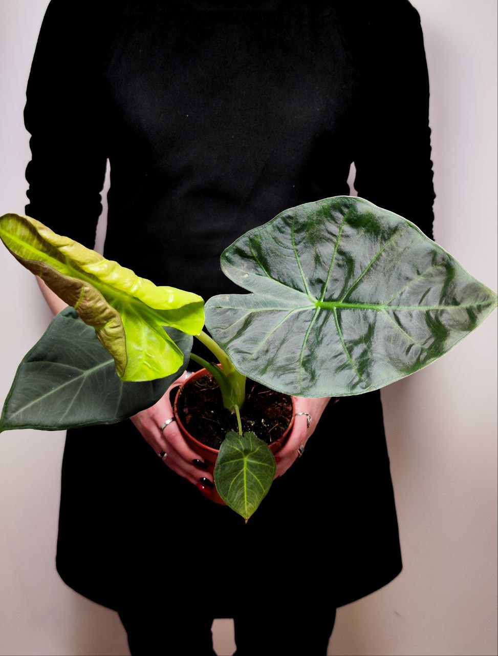 Алоказия Регал Шилдс (Alocasia ‘Regal Shields) D12см