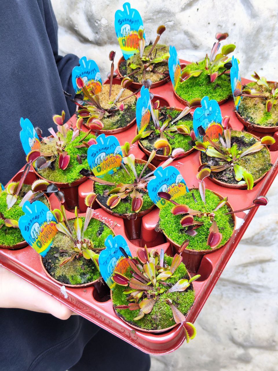 Венерина Мухоловка "Красный Дракон" (Dionaea Muscipula Red Dragon) D9см