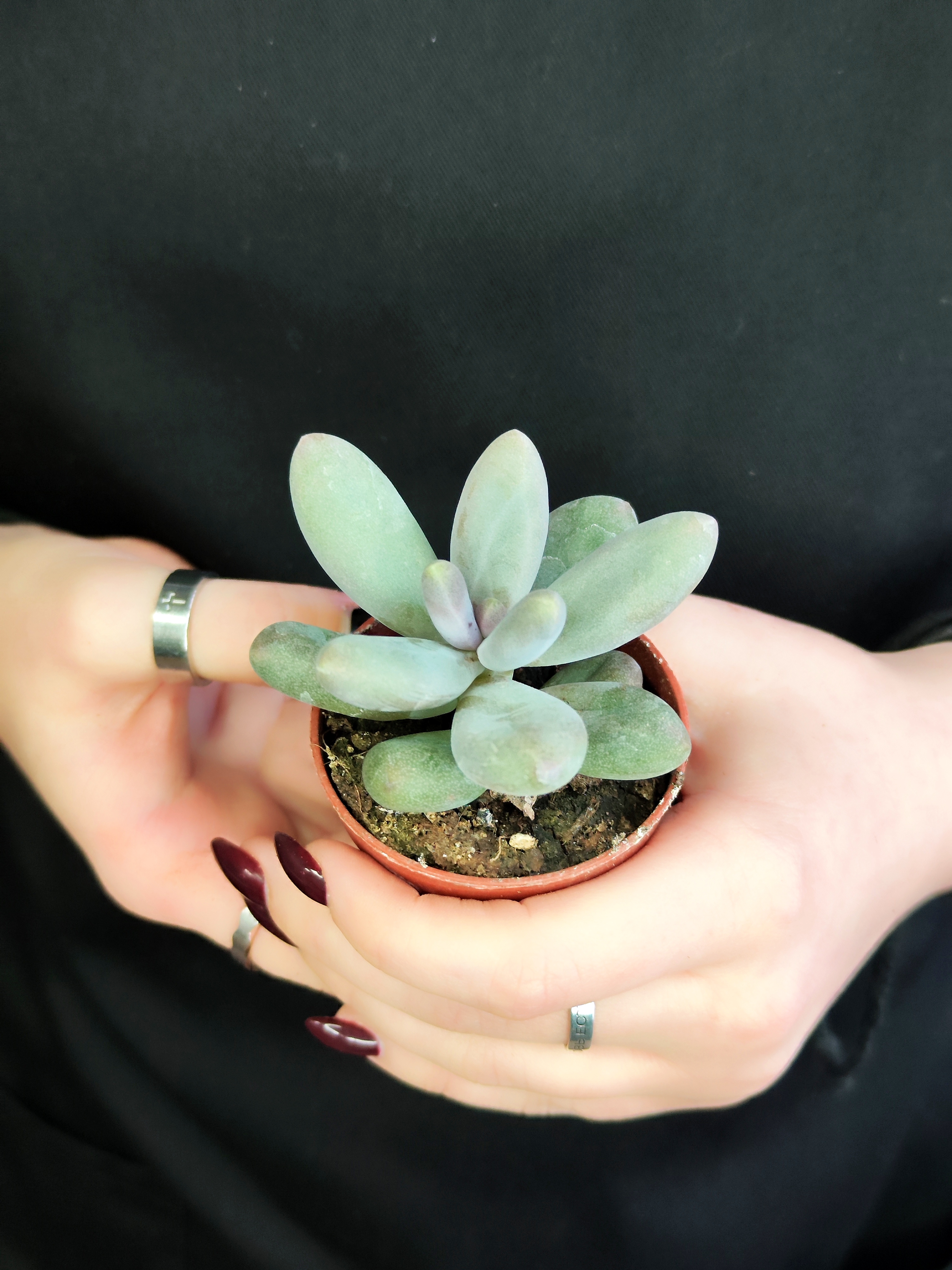 Пахифитум Овиферум Даймонд (Pachyphytum Oviferum Diamond) D5см