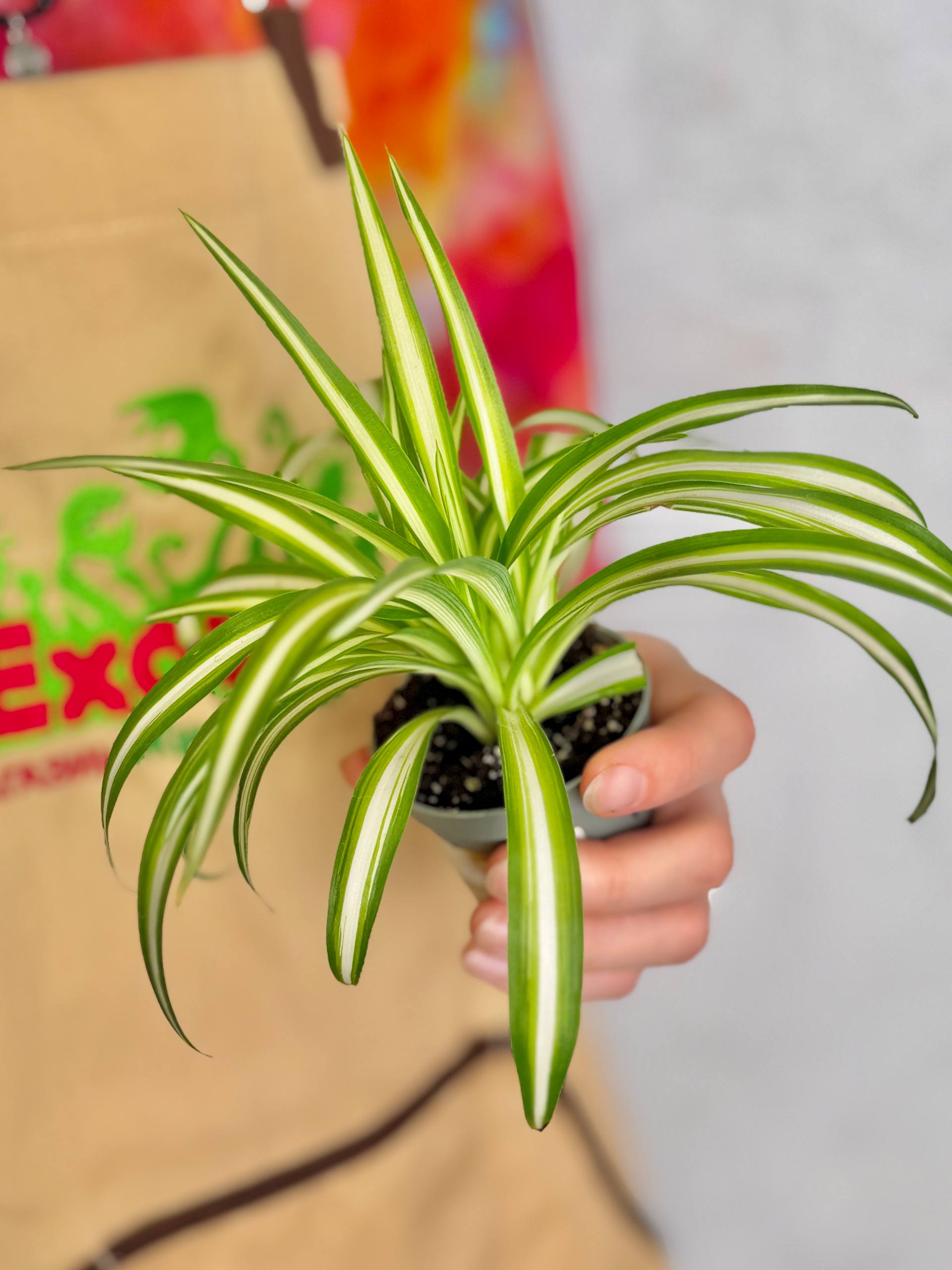 Хлорофитум Вариегата (Chlorophytum Variegatum) D6см