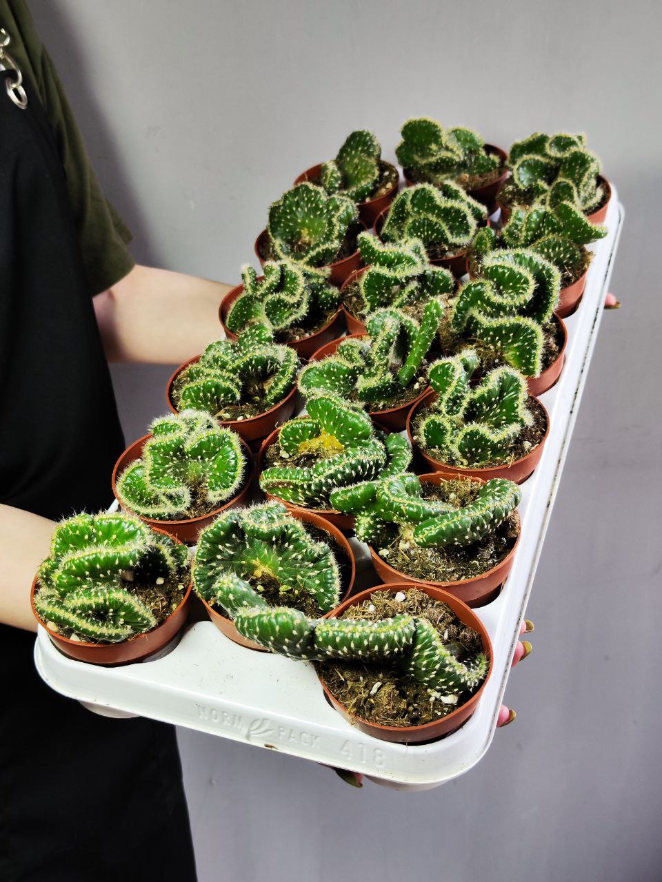 Опунция Субулата Кристата (Opuntia Subulata Cristata) D8,5см