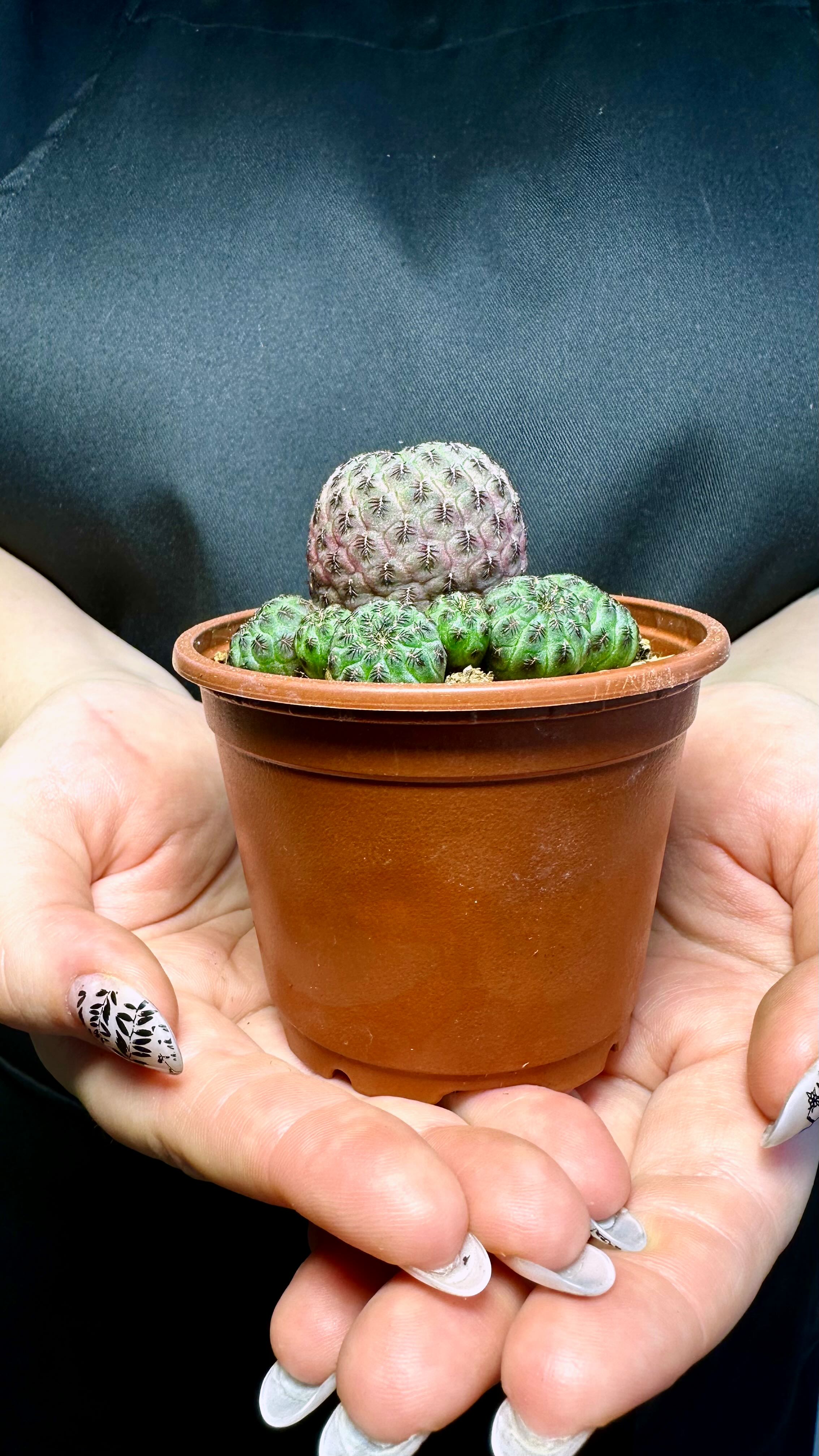 Сулькоребуция Рауша Фиолетовая (Sulcorebutia Rauschii Violet) D8,5см