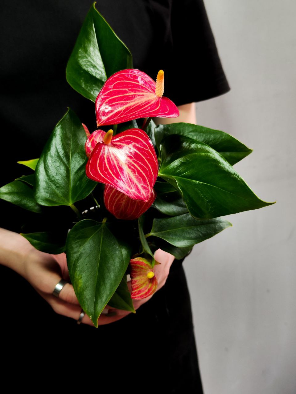 Антуриум Ливиум Ред Микро (Anthurium Livium Red Micro) D9см