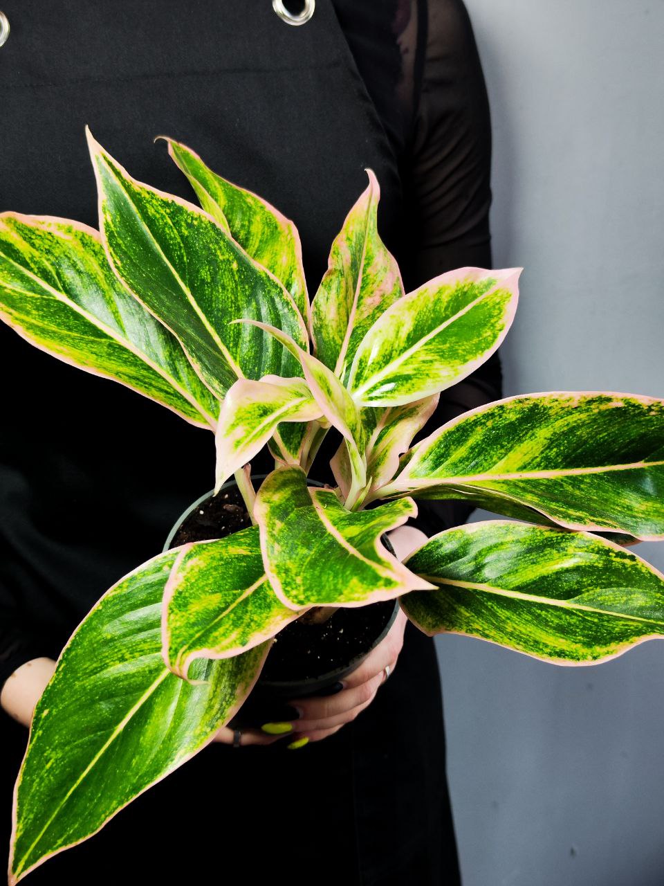Аглаонема Пинк Аврора (Aglaonema Pink Aurora) D12см