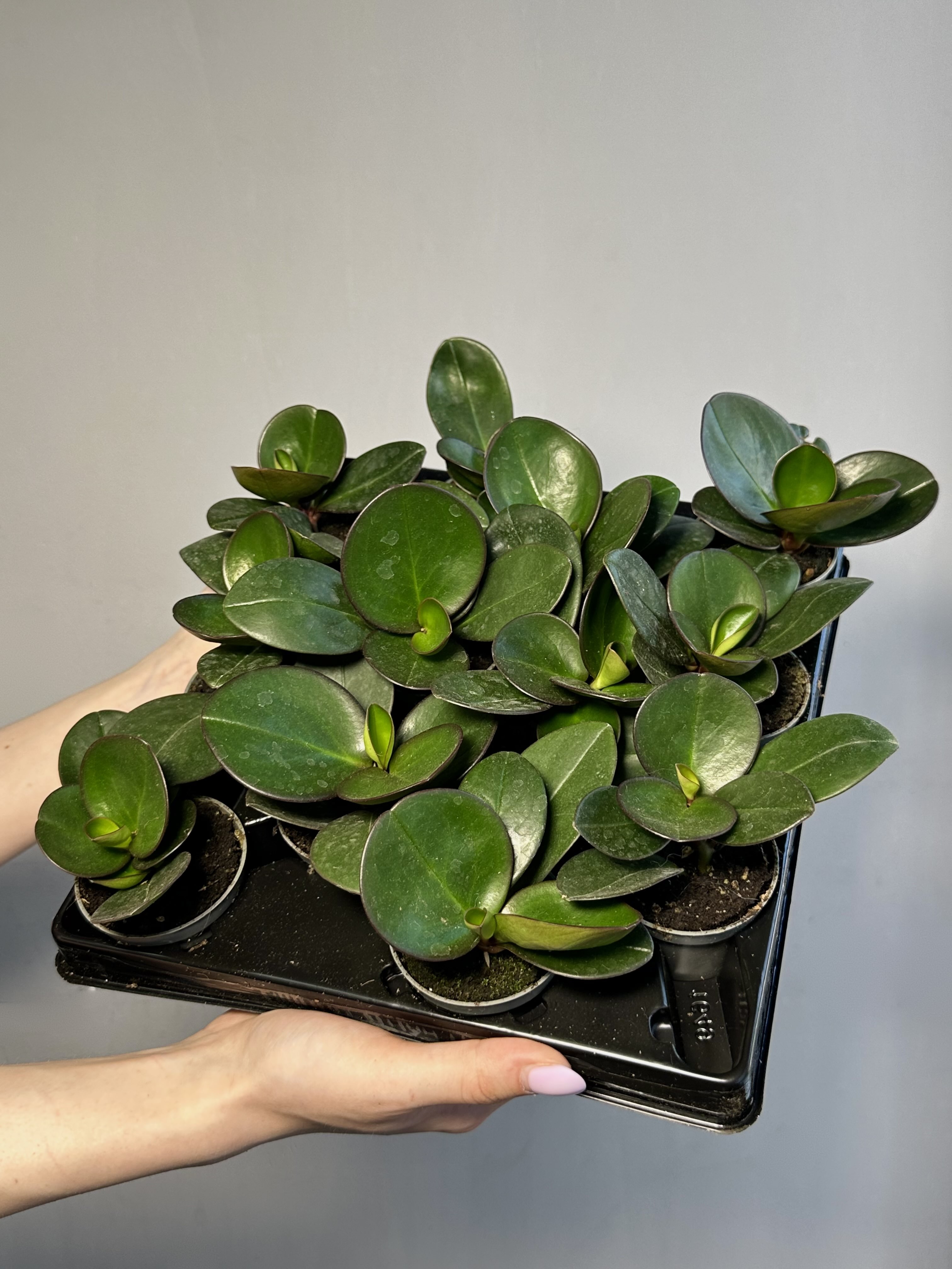 Пеперомия Клузиелистная Ред Маргин (Peperomia Сlusiifolia Red Margin) D5см