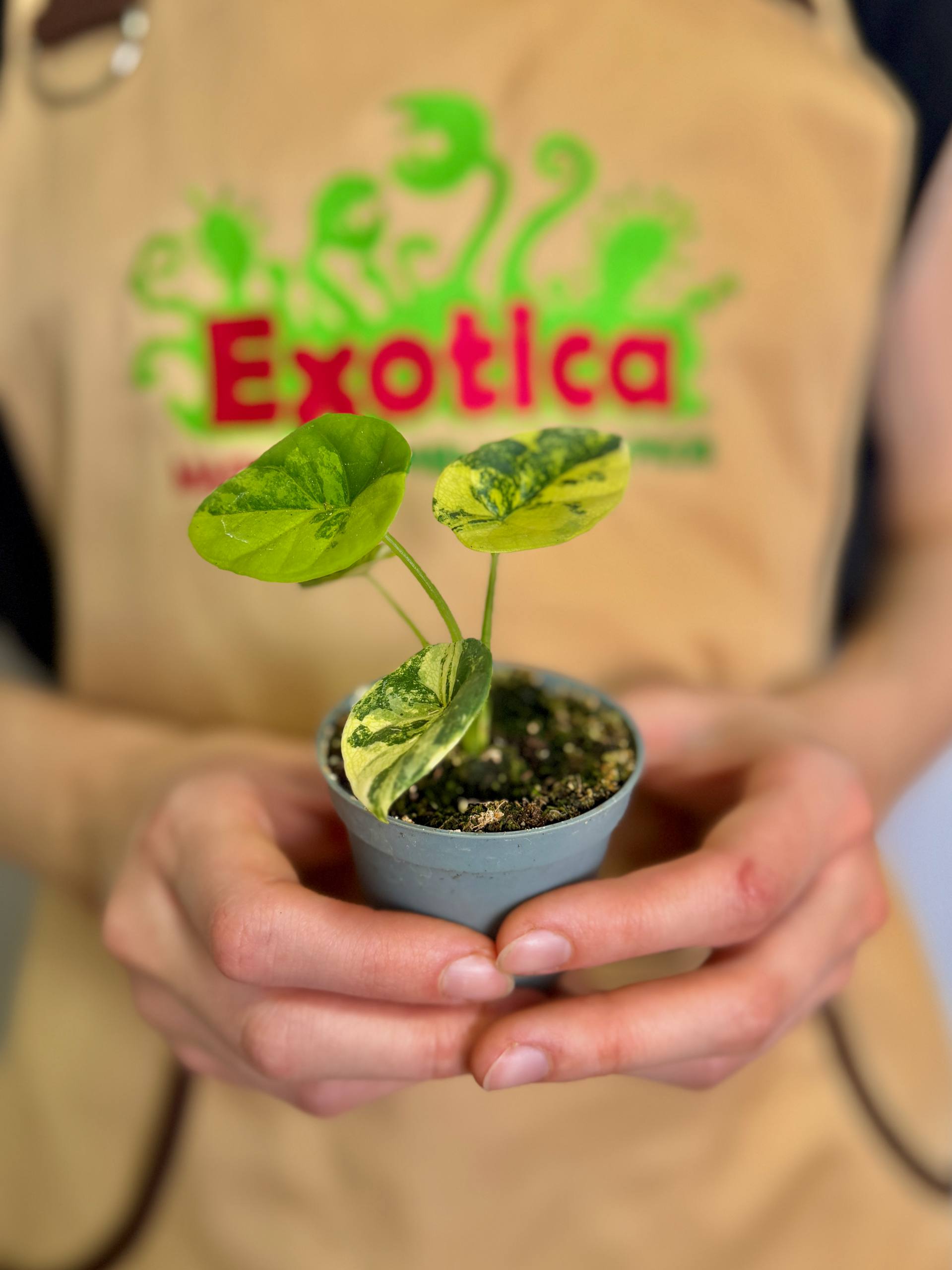 Алоказия Синуата Ауреа Вариегатная (Alocasia Sinuata Aurea Variegated) D6см