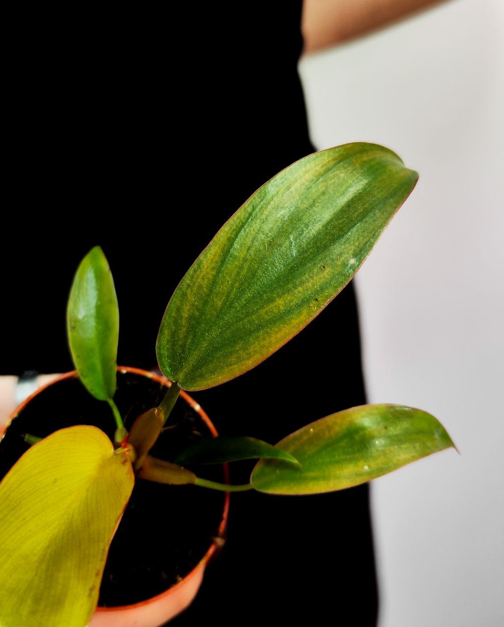 Филодендрон Флорида Бронз (Philodendron Florida Bronze) D6см