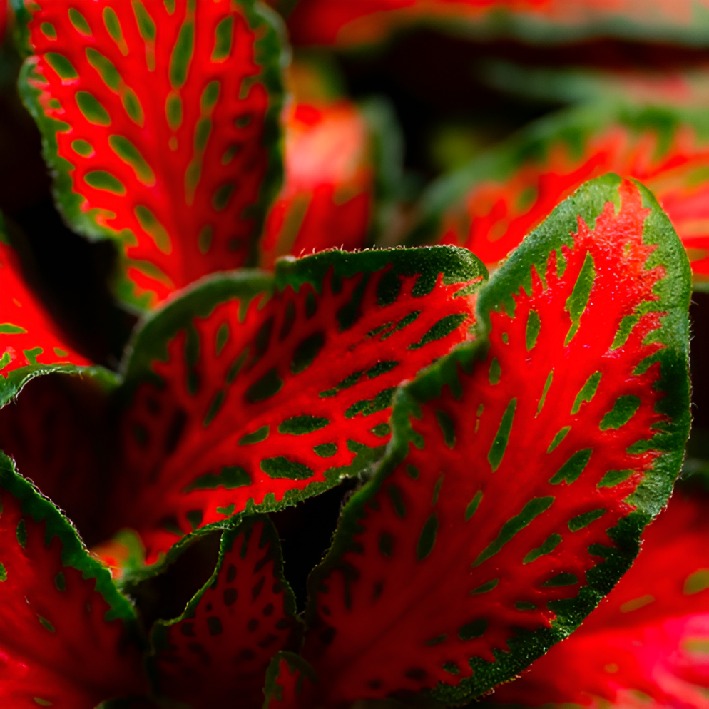 Фиттония Ред Тигр (Fittonia Red Tiger) D8,5см