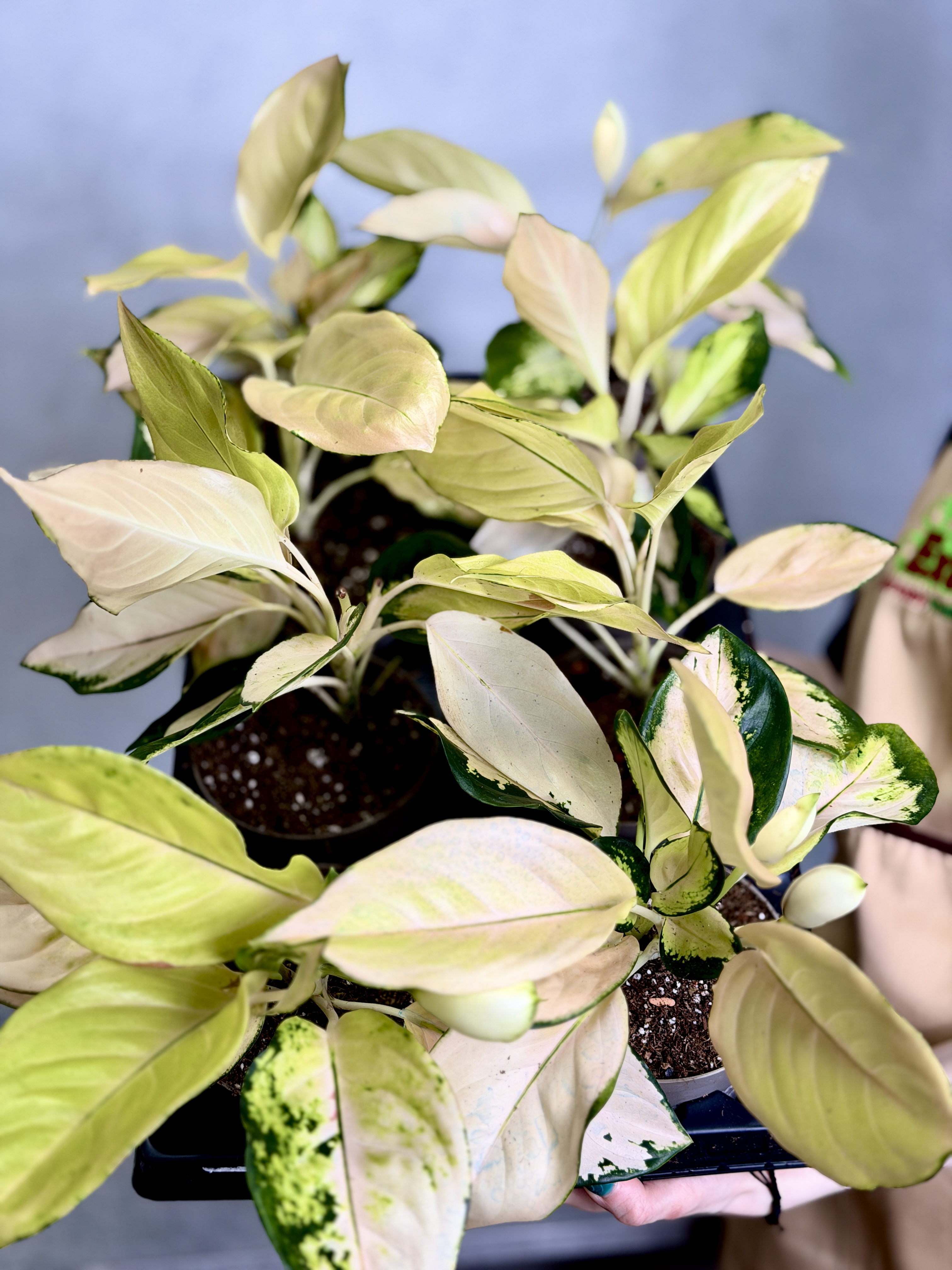 Аглаонема Голден (Aglaonema Golden) D12см
