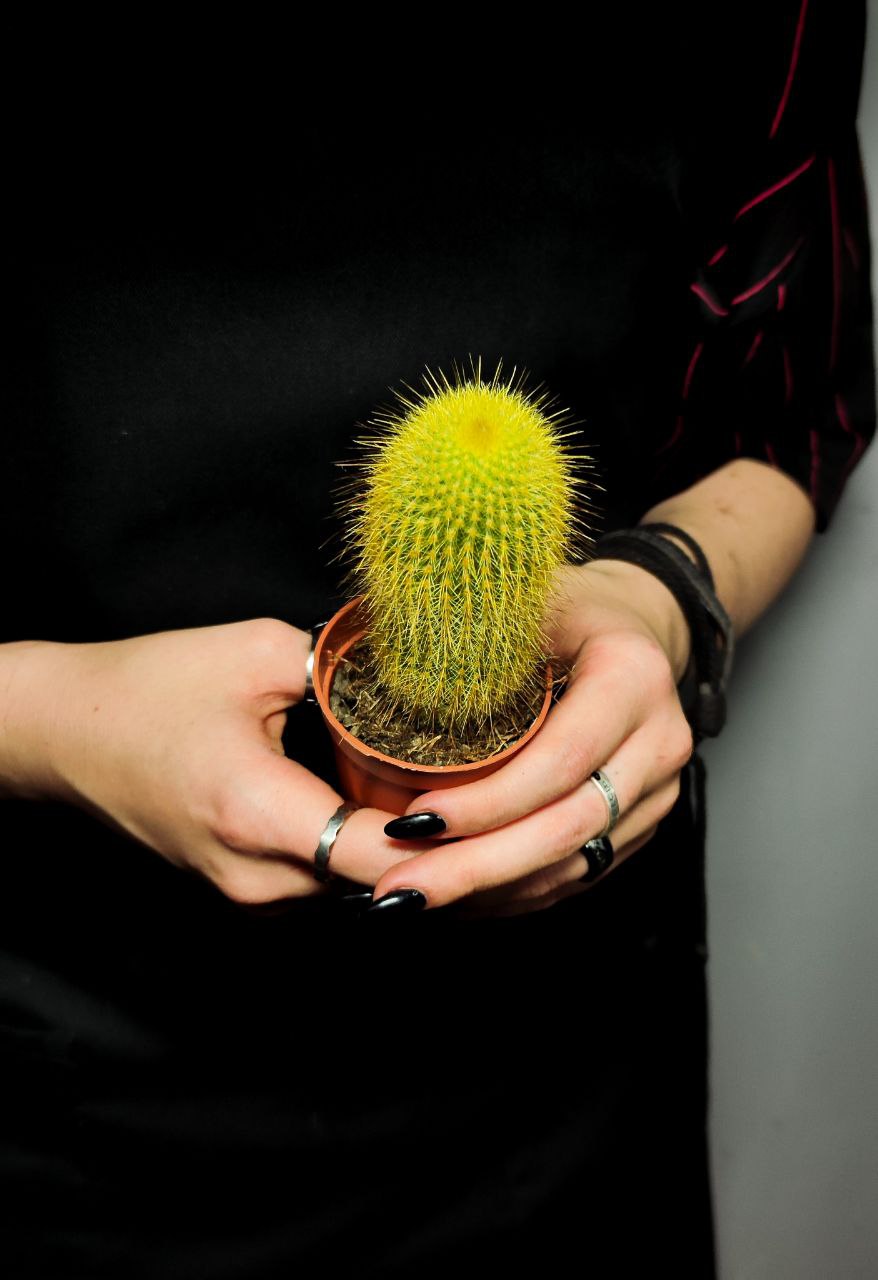 Нотокактус Ленингхауза, или Лимонный Шар (Notocactus Leninghausii) D5см