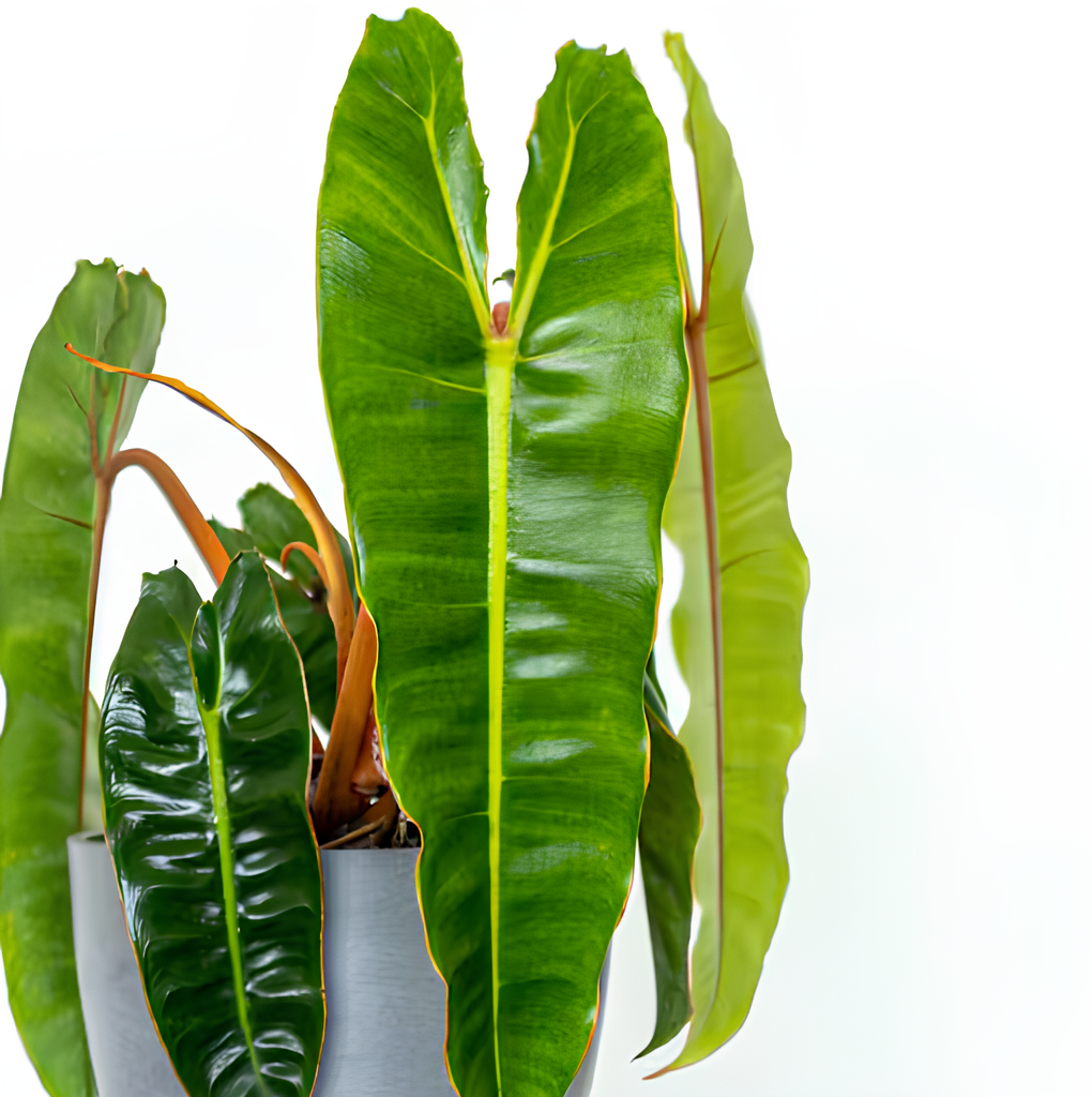 Филодендрон Биллитау Грин (Philodendron Billietiae Green) D12см