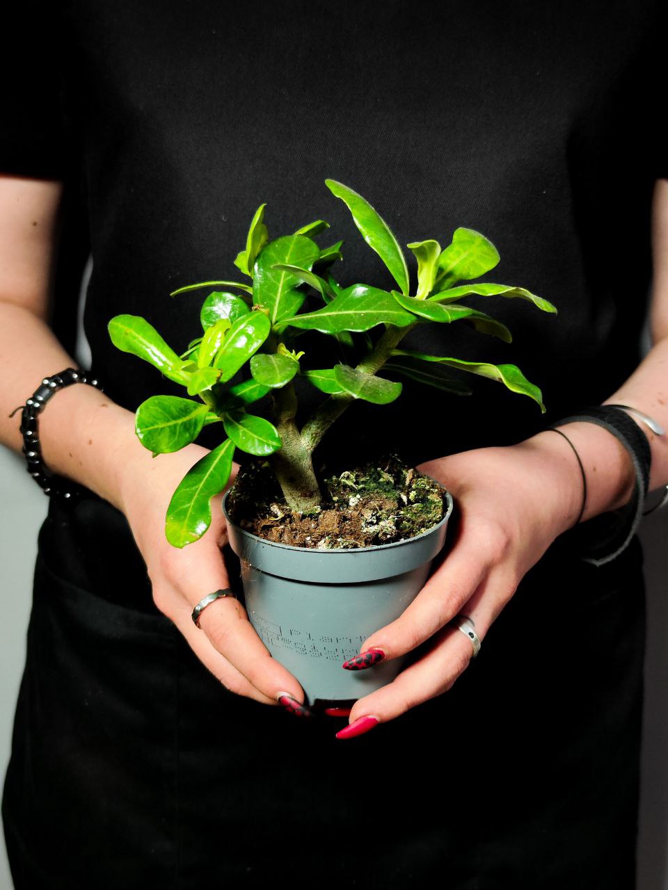 Адениум Тучный Пинк Стар (Adenium Obesum Pink Star) D9см